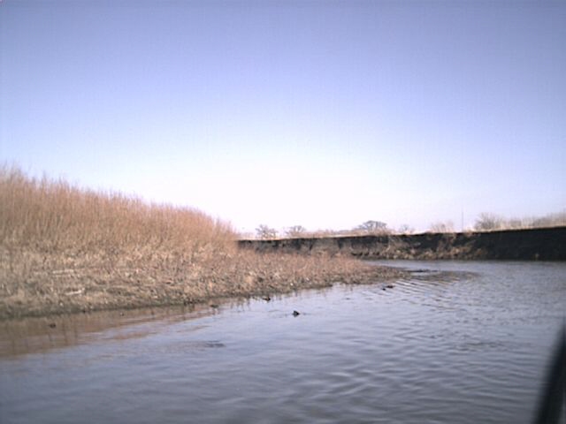 Gravel bars below L. Way are littered with small pieces of broken concrete, glass, etc; Good stands of willow 